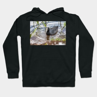 Hawaiian coot of Honolulu Hoodie